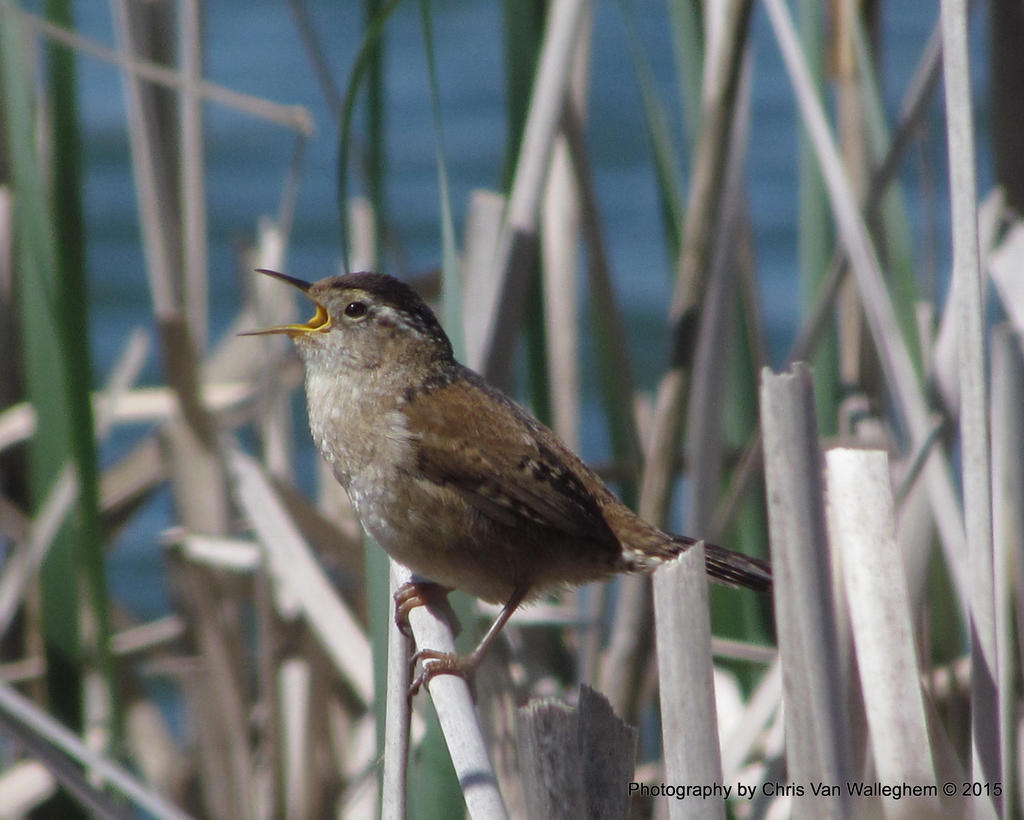 Chatterbox Wren