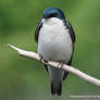 Perched Tree Swallow