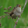 Marsh Wren Song