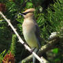 Evergreen Waxwing