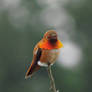 Perched Rufous Hummingbird