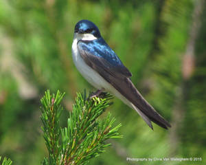 Everygreen Swallow II