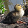 Duckling Pose