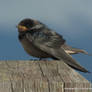Young Swallow Calling