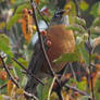 Autumn Robin