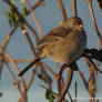 Immature Golden-crowned Sparrow