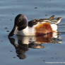 Northern Shoveler Reflection