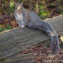 Staring Down a Squirrel