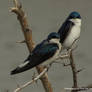 Tree Swallows on Point