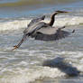 Heron Surf Landing