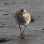 Dunlin Approach