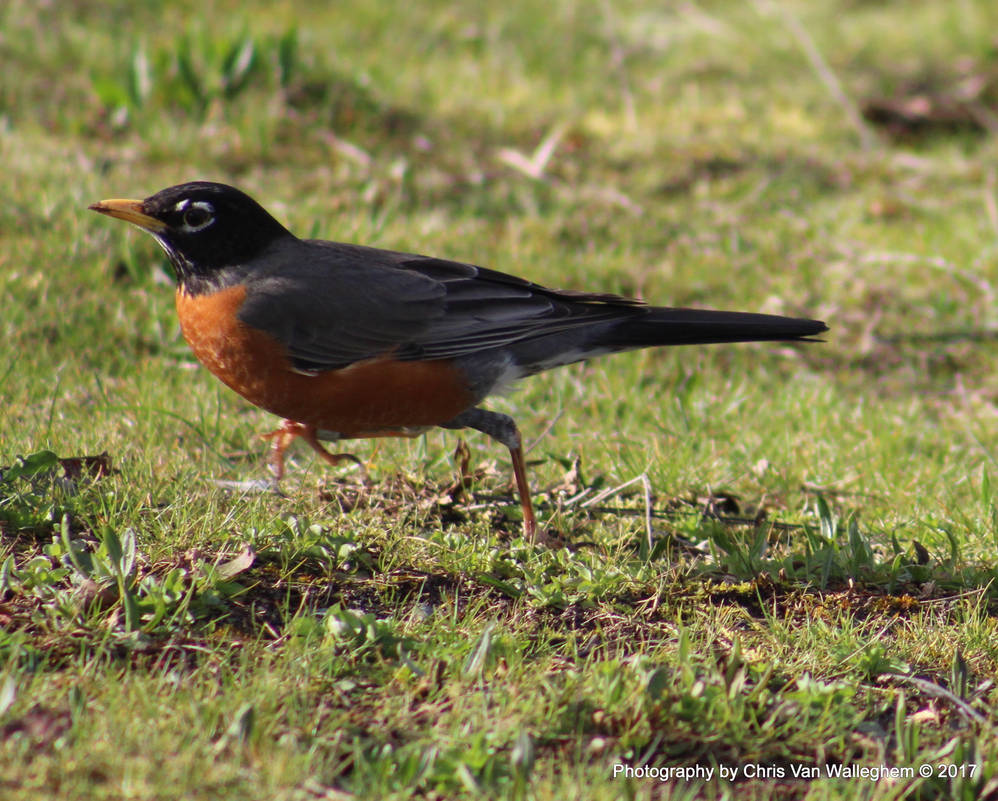 Robin Running Run Robin by eaglesdarephoto on DeviantArt
