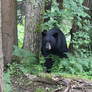 Black Bear Encounter