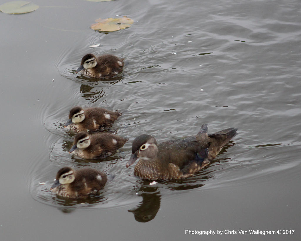 Family Swim