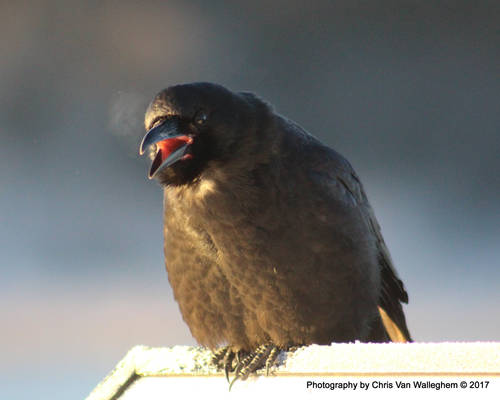 Winter Crow