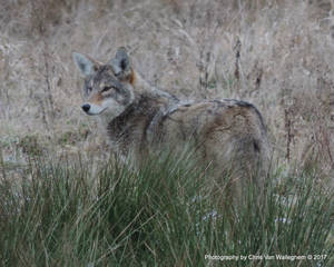 Coyote Close-up