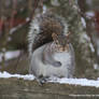 Winter Watcher