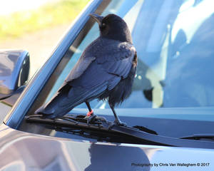 Canuck the Crow