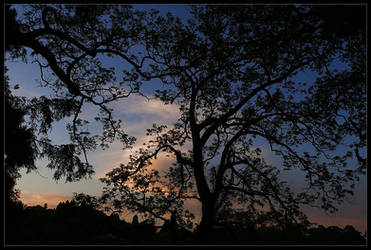 Silhouette in the Dusk