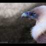 Portrait of Griffon Vulture