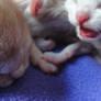 newborn kittens 2