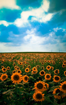 Sunflowers