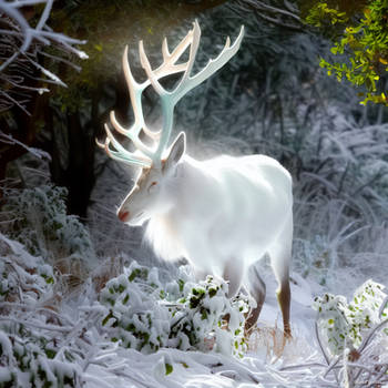 A brilliant white stag in winter