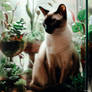 siamese cat sits in terrarium with plants