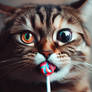 cat eats lollipop cross eyed