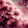 sakura in full bloom detailed matte painting