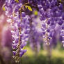 Wisteria over meadow wallpaper photorealistic
