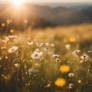 Sunshine hills wallpaper meadow flowers