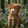 sweet dog in flowers forest digital art nature pup