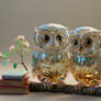 Baby owls with oversized spectacles and a love for