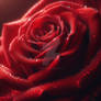 red rose close up digital art flower