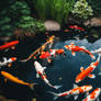 koi pond wallpaper nature 3D HD fish