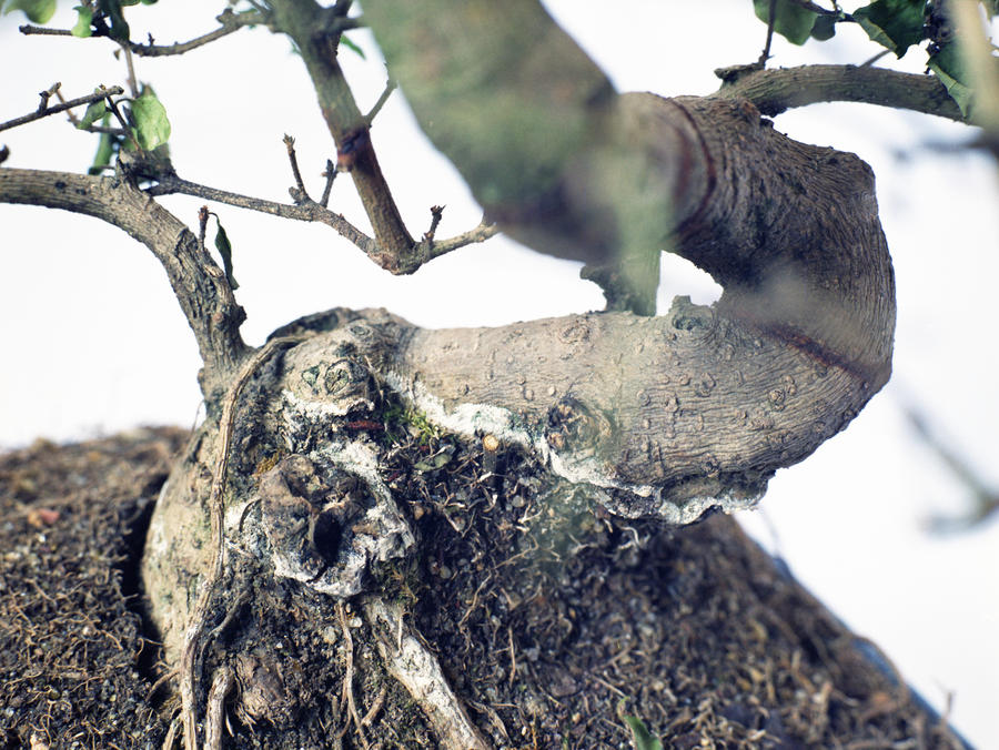 Bonsai Tree