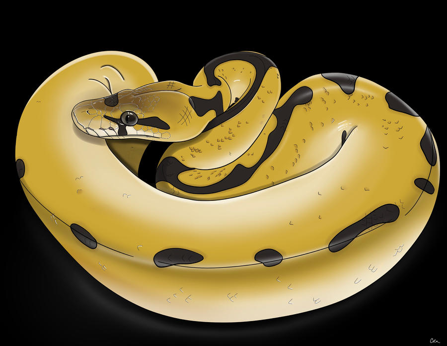 Ball python illustration by ThePupCanvas on DeviantArt