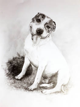 Dog Sketch