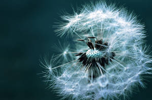 Dream by hhh13 Dream by hhh13