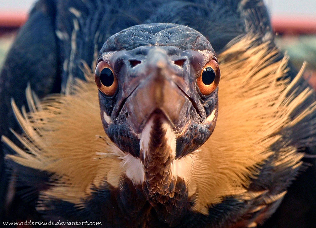 Angry Bird by Oddersnude