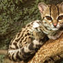 Margay