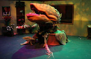 Audrey II stage 3 (awake)