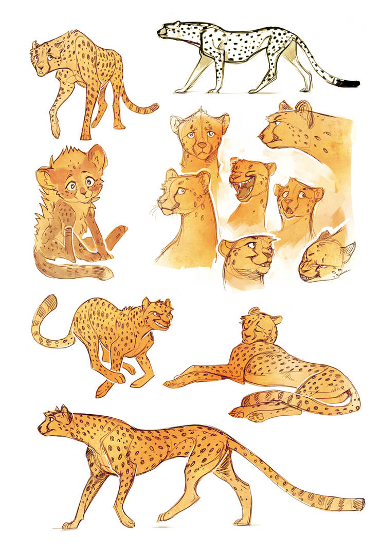 Cheetah sketches by Drkav