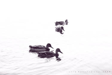 Ducks in thin air