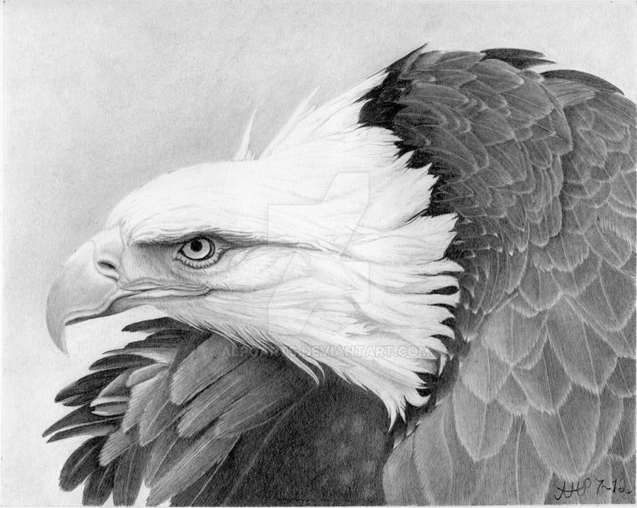 War Bird