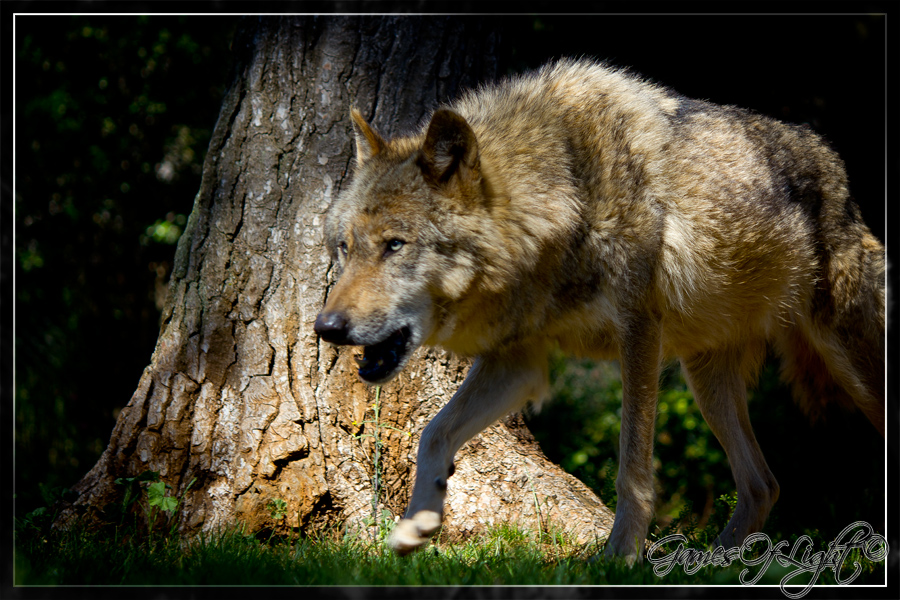 La gueule du Loup