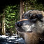Le Temps du Loup