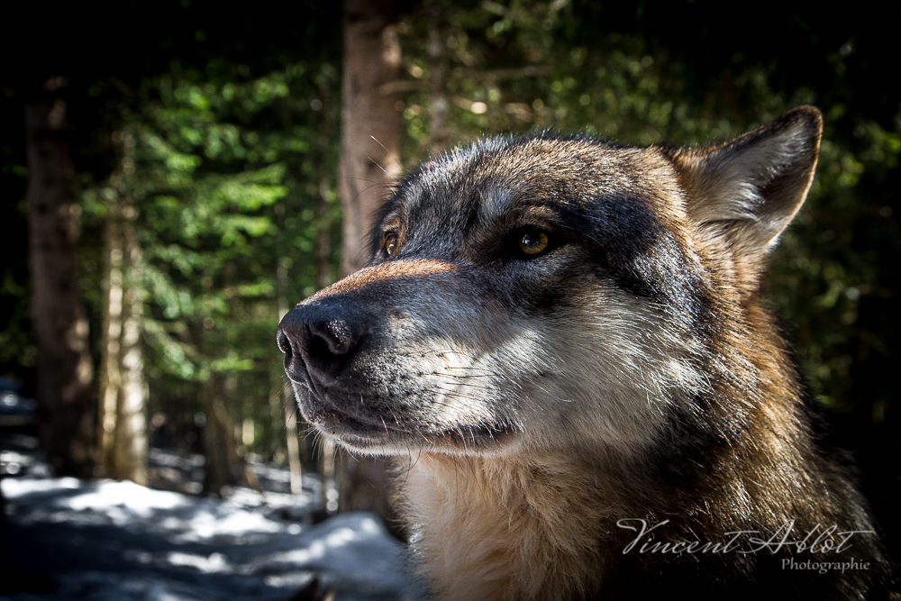 Le Temps du Loup