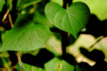 leaves